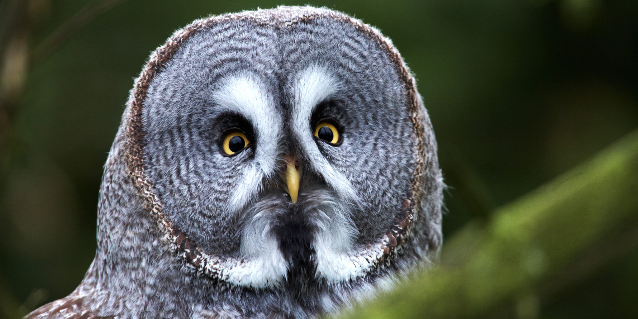 Bartkauz Eulen Natur und Tierpark Goldau