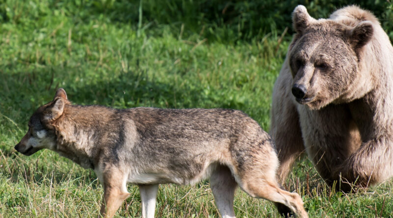 Bär und Wolf