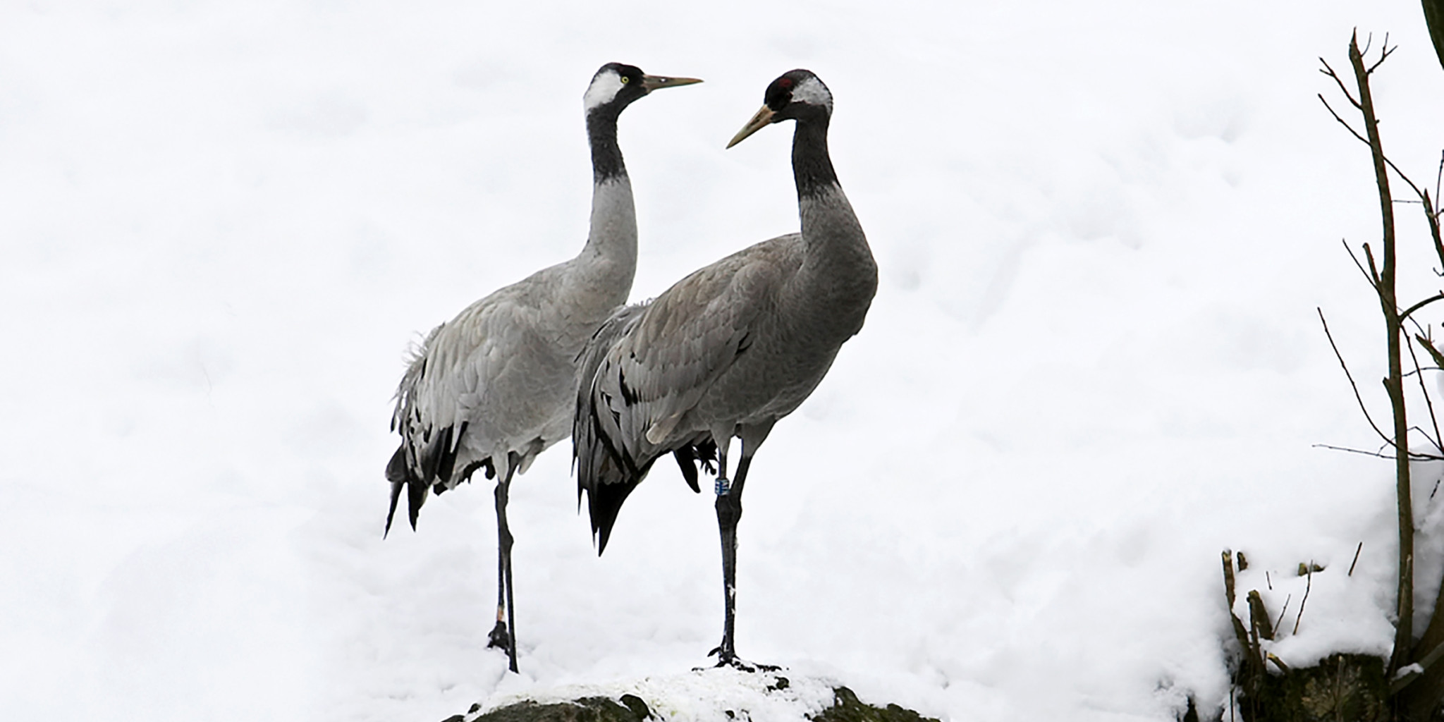 Kranich Vögel Natur und Tierpark Goldau