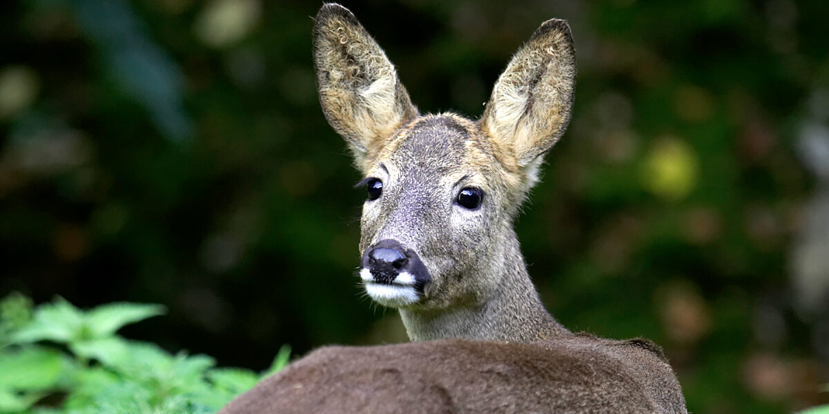 Reh Säugetier Natur und Tierpark Goldau