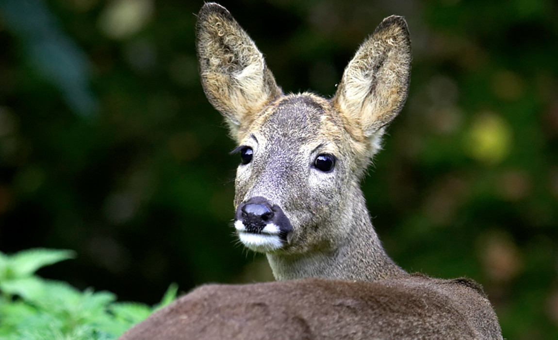 Unsere Tiere Natur Und Tierpark Goldau unsere-tiere-natur-und-tierpark-goldau