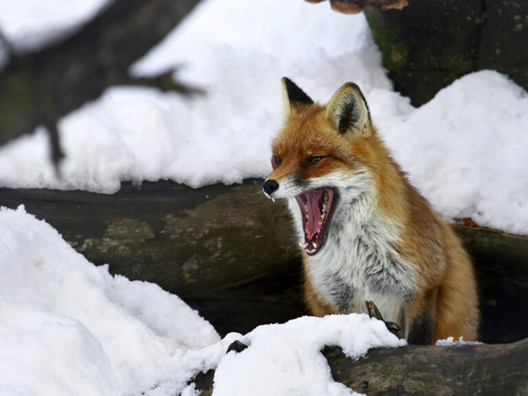 Fuchs gähnt in Schneelandschaft