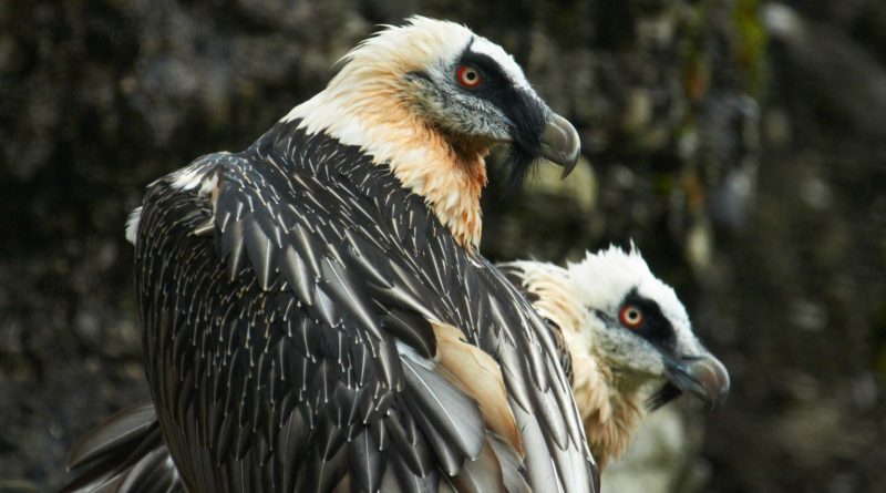 Bartgeier