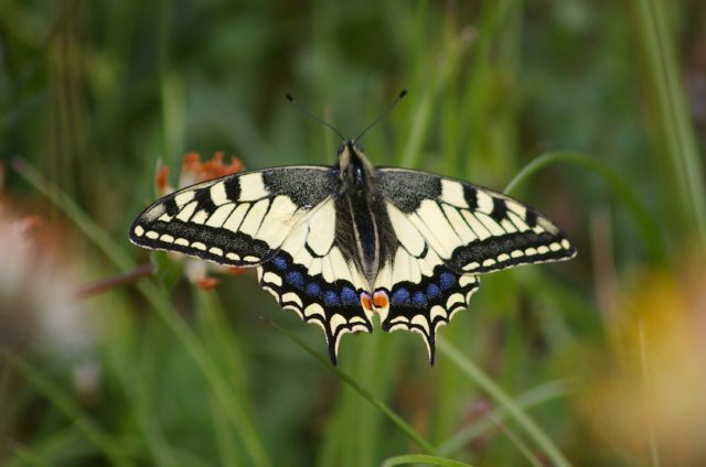 Der Schwalbenschwanz ist einer der Schmetterlinge, der sich am neuen Garten erfreut.