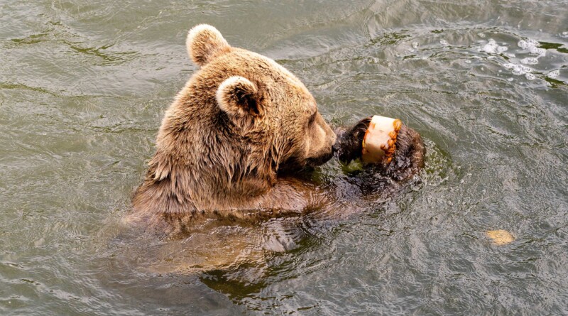 Auch das «Bärenglace» dient der Beschäftigung: Der Braunbär muss sich die gefrorenen Leckereien erarbeiten.
