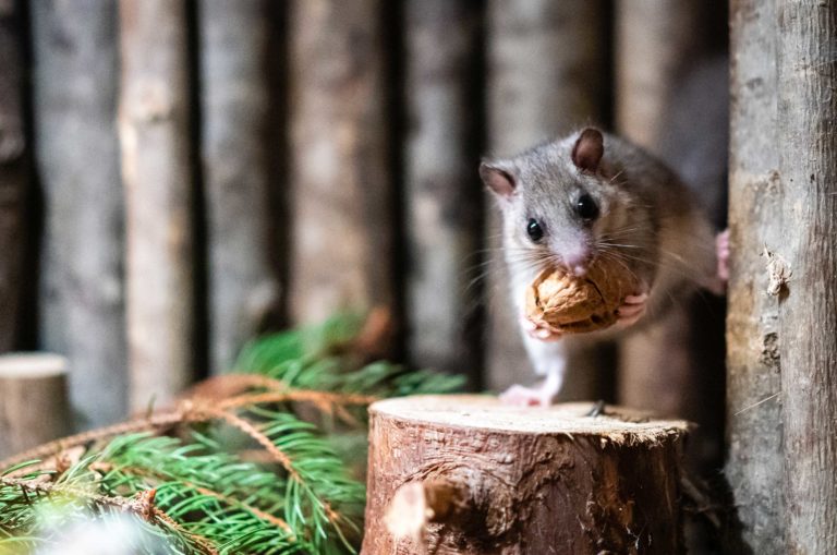 Auch die Futtermenge der Kleinsten summiert sich – der Siebenschläfer gehört zu den Allesfressern.