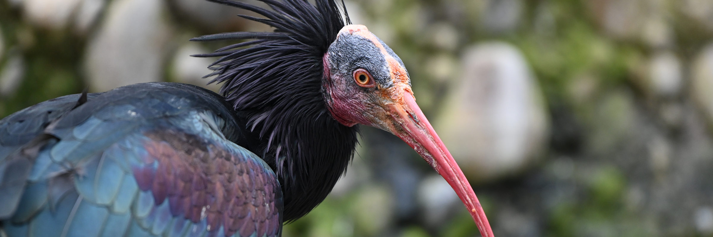 Waldrapp