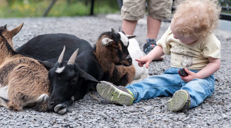 Die grosse Mehrheit der Schweizer empfindet im Zoo eine Wertschätzung für die Natur und eine Nähe zu den Tieren. Im Bild: Ein Kind im Natur- und Tierpark Goldau bei der direkten Begegnung mit Zwergziegen.