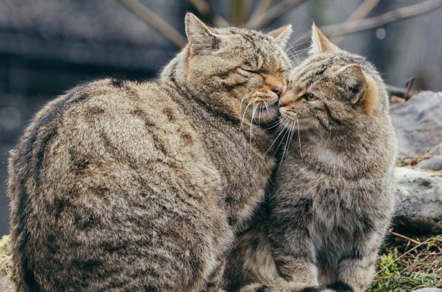 Das Traumpaar im Natur-und Tierpark Goldau sind ganz klar die Wildkatzen. Sie haben 2018 nicht nur für eine filmreife Romanze, sondern auch für überraschenden Nachwuchs gesorgt.