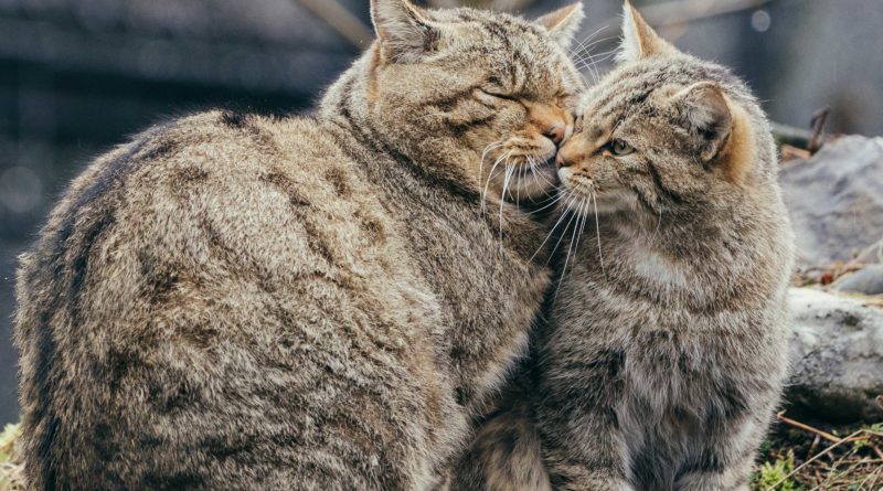 Das Traumpaar im Natur-und Tierpark Goldau sind ganz klar die Wildkatzen. Sie haben 2018 nicht nur für eine filmreife Romanze, sondern auch für überraschenden Nachwuchs gesorgt.