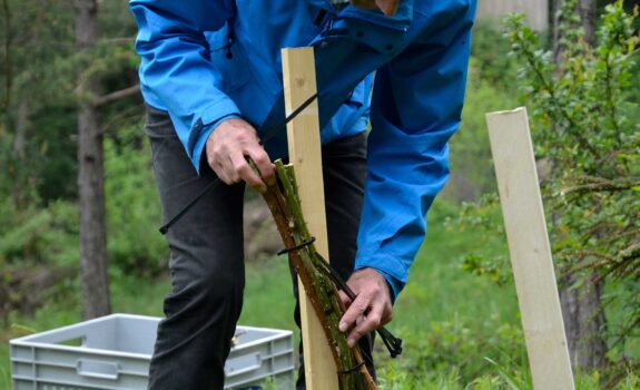 Wildbienenforschung: Trapnestbündel Mai 2020