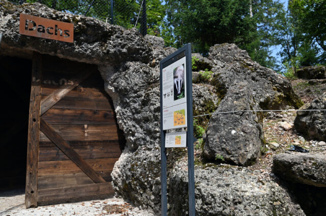Der Eingangs-Stollen in die Dachshöhle wurde von Tierpark-Mitarbeitern gebaut.