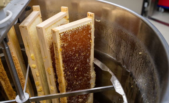 In einer speziellen Schleuder werden die vollen Honigrahmen geerntet.