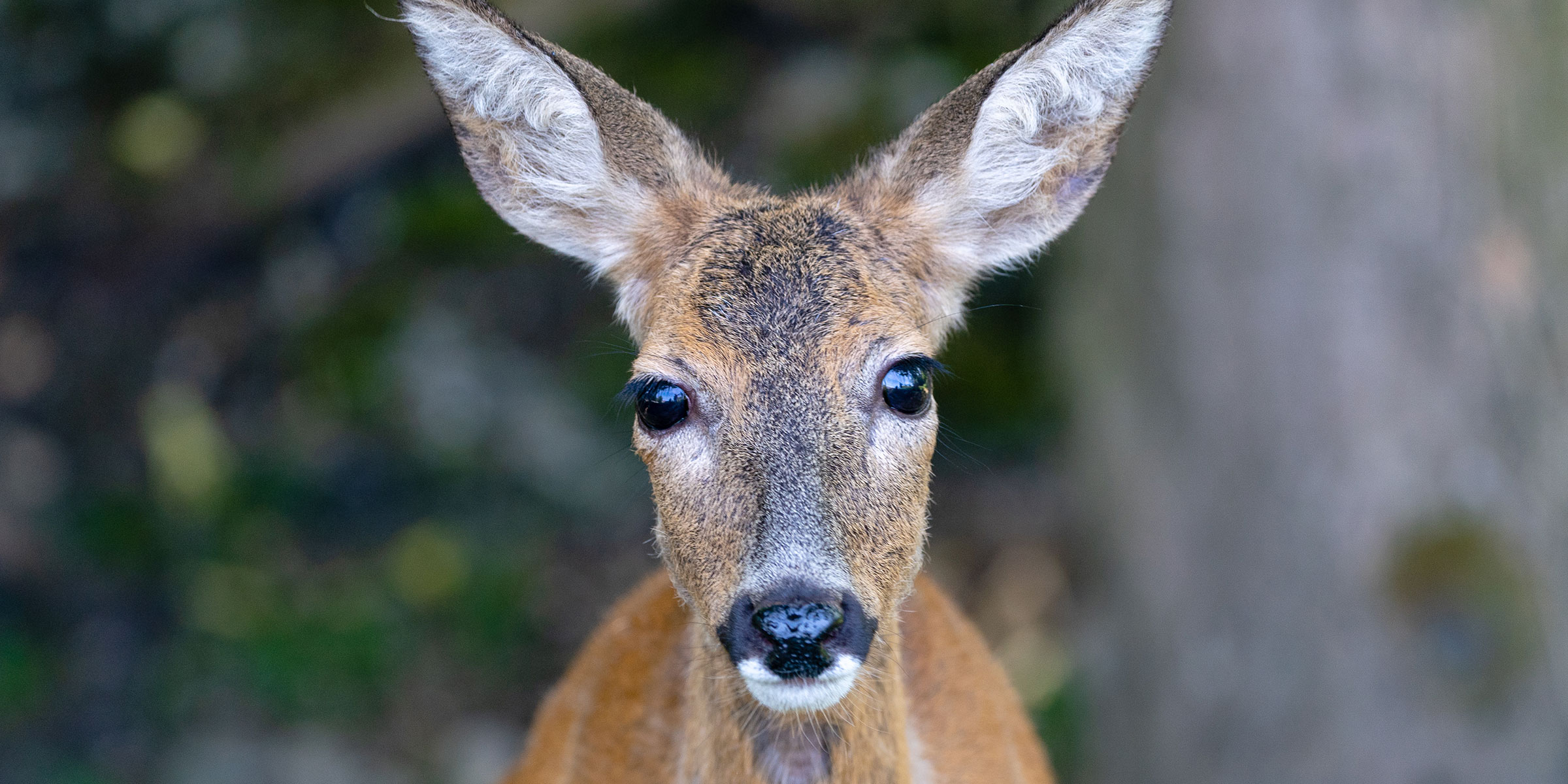 Reh S ugetier Natur Und Tierpark Goldau reh-s-ugetier-natur-und-tierpark-goldau
