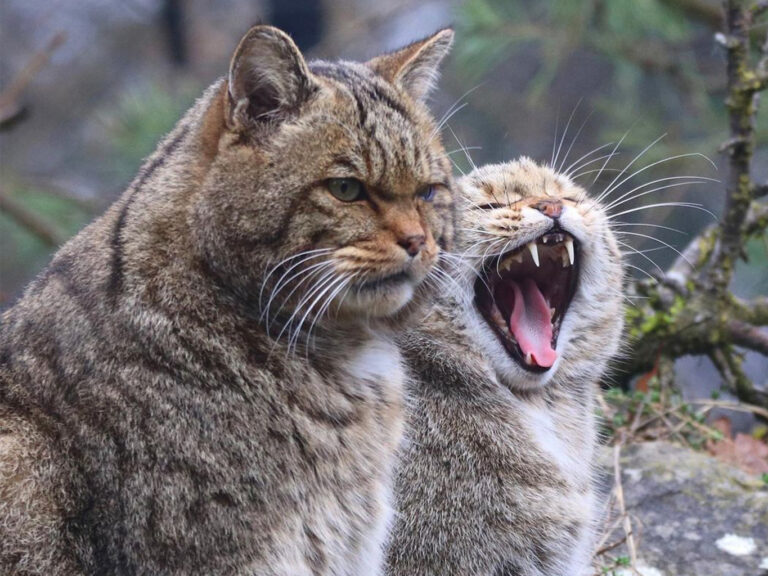 Wildkatzen im Natur- und Tierpark Goldau, das Weibchen rechts im Bild gähnt
