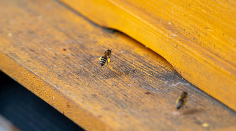 Honigbiene bringt gesammelte Pollen zum Flugloch