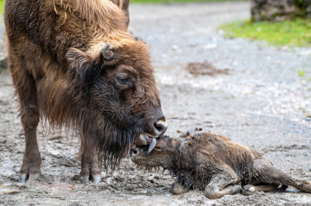 Für die Mutter war es die zweite Geburt. Ihr erstes Jung-tier namens «Tjala» kam im Juni 2020 zur Welt.