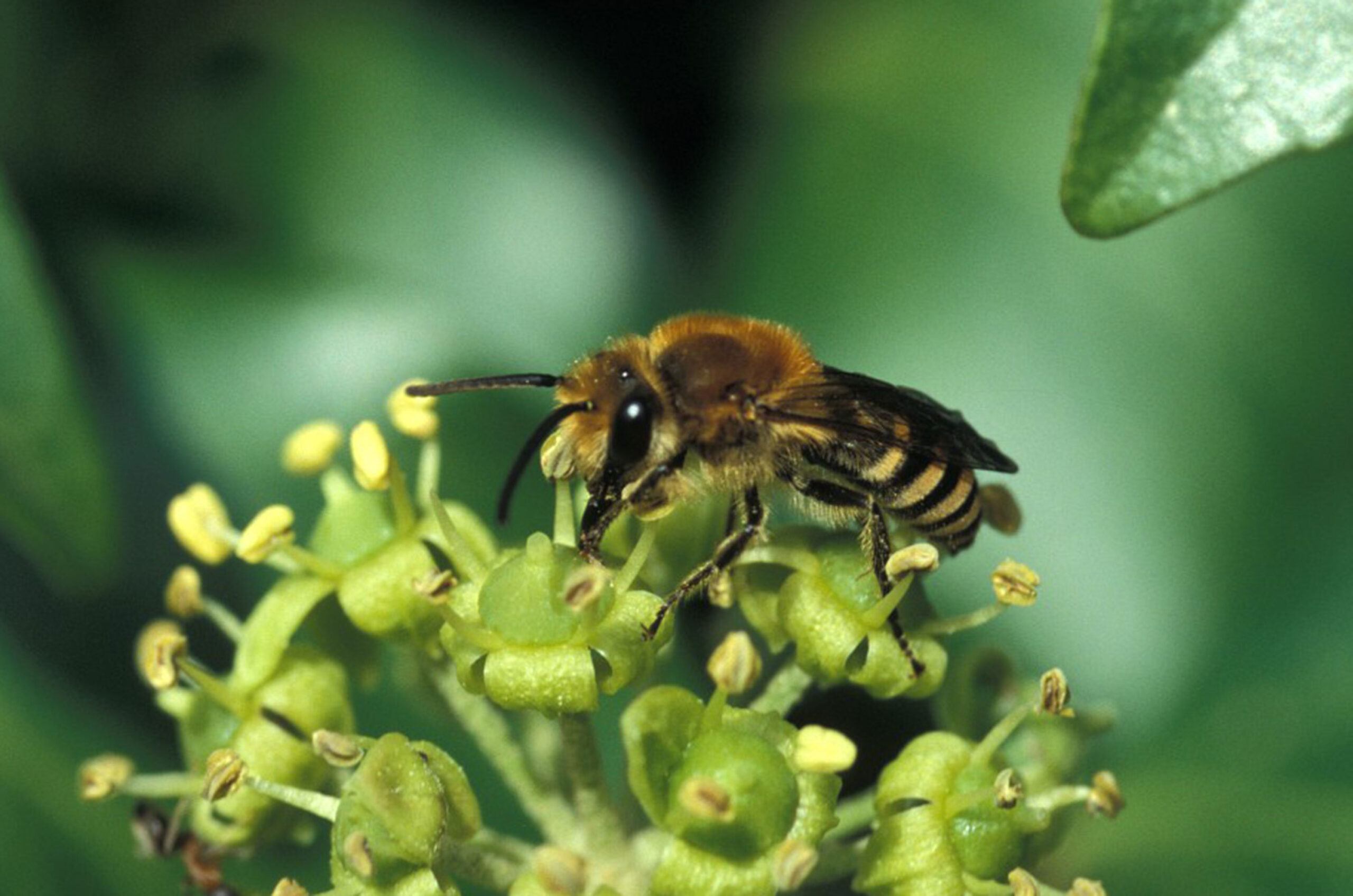 elefantenfuß medizinisch Beaucarnea Nolina recurvata