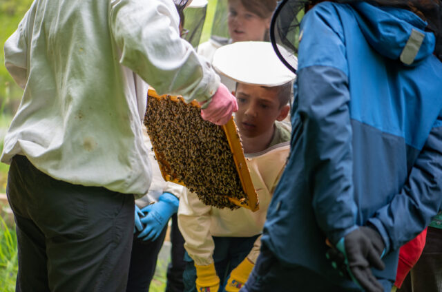 Insekten entdecken: Schüler erforschen Honigbienen.