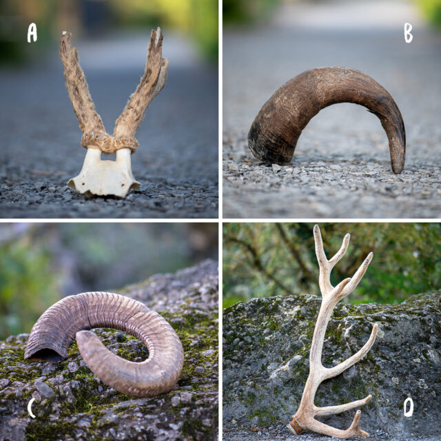 Rätsel-Bild Kopfschmuck: Welchem Tier gehört welcher Kopfschmuck?