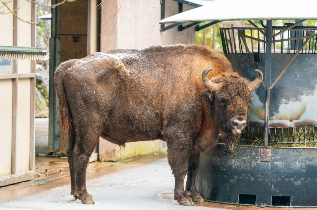 Wumbro war mit seinen rund 800 Kilo der schwerste Tierpark-Bewohner.
