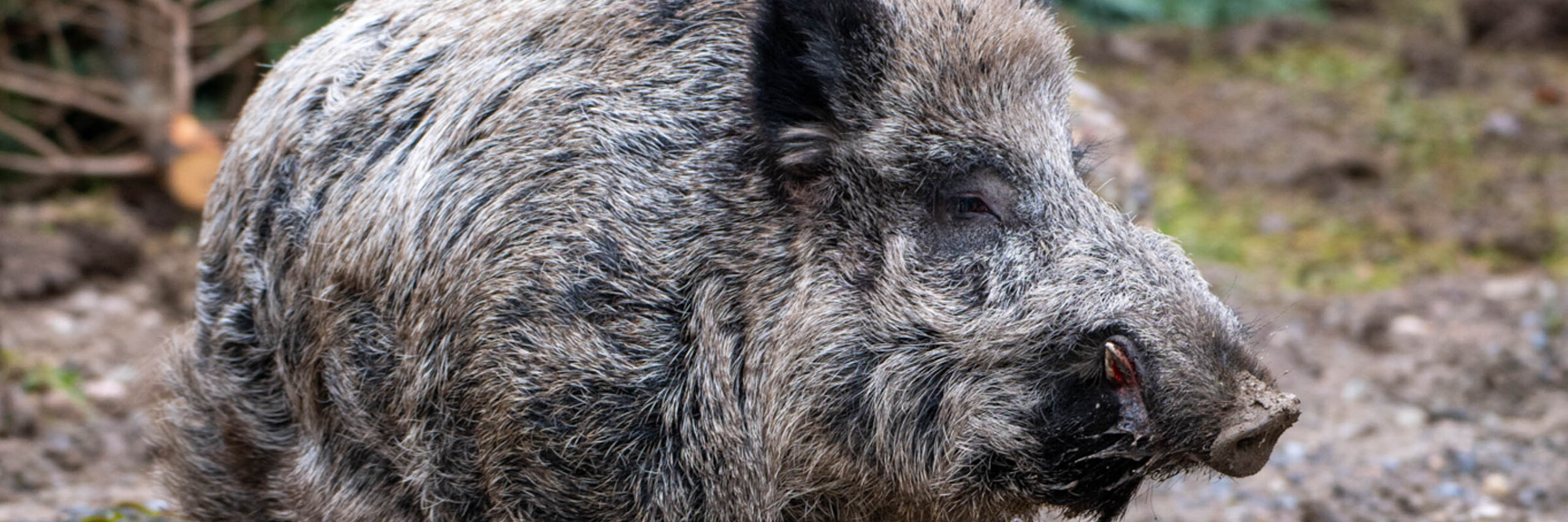 Keiler erkundet die neue provisorische Wildschweinanlage im Natur- und Tierpark Goldau