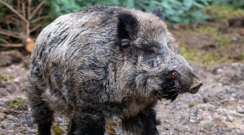 Keiler erkundet die neue provisorische Wildschweinanlage im Natur- und Tierpark Goldau