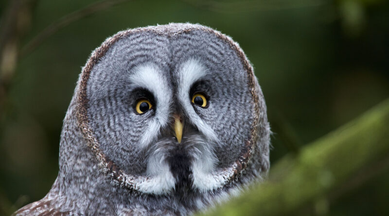 Bewohnt die neue Eulenvoliere: der Bartkauz