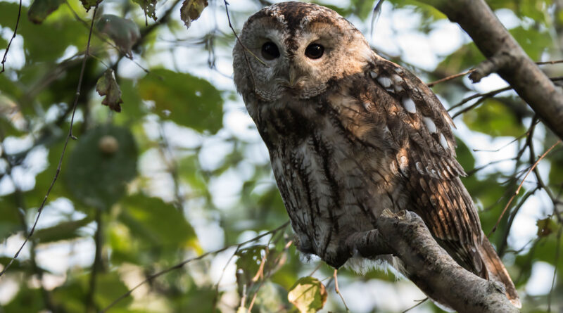 Bewohnt die neue Eulenvoliere: der Waldkauz