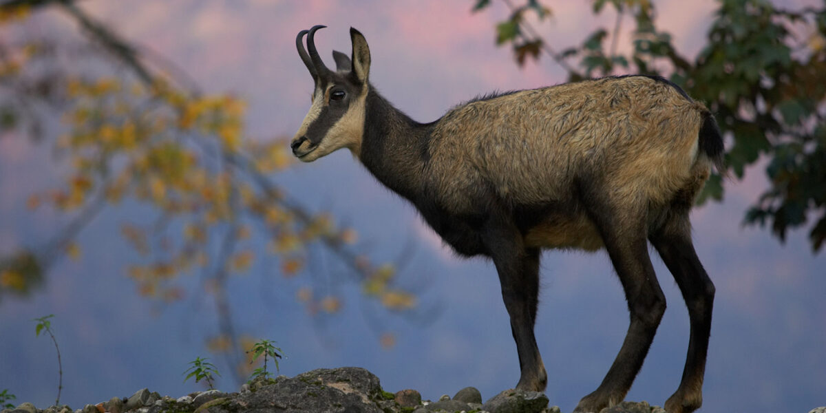 Abendführung im September 2022, Gämse