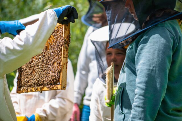 Hautnahe Begegnungen mit den Bienen
