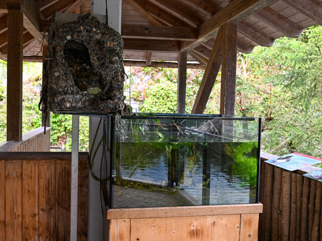 Das Aquarium steht bei der Tauchstation beim Blauweiher.