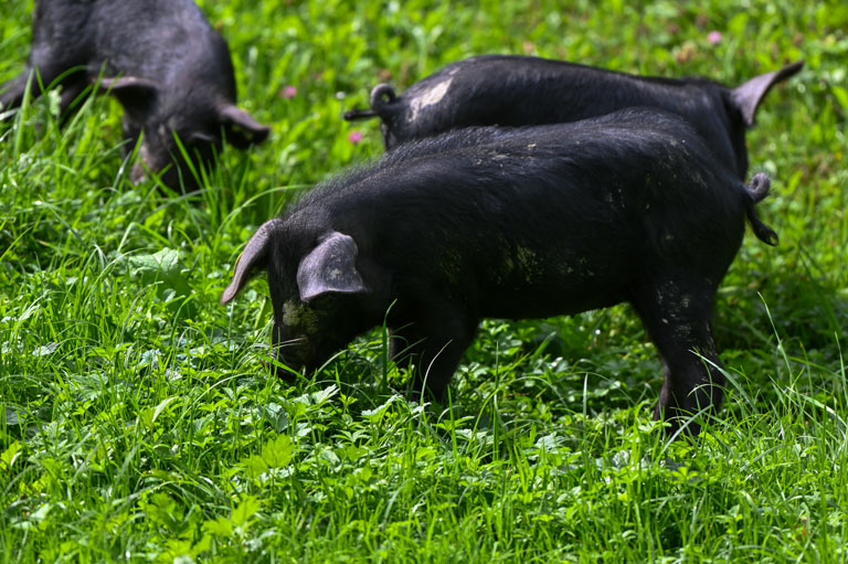 Die Alpenschwein Ferkel lassen sich das Gras schmecken