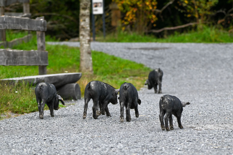 Die Alpenschwein Ferkel auf Erkundungstour im Tierpark