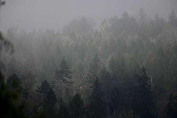 Nebelschwaden ziehen durch den Wald