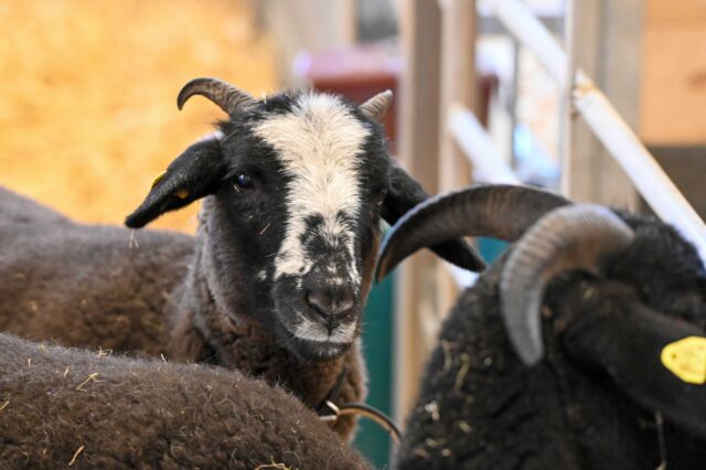 Unsere Bündner Oberländer Schafherde ist schon ganz gespannt auf das Lamm.