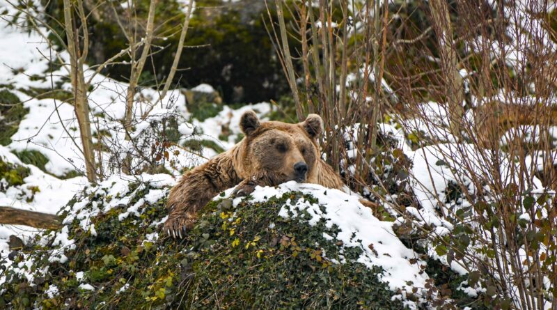 Syrische Braunbären halten in der Natur eine Winterruhe. Bei uns im Tierpark bleiben sie jedoch wach.
