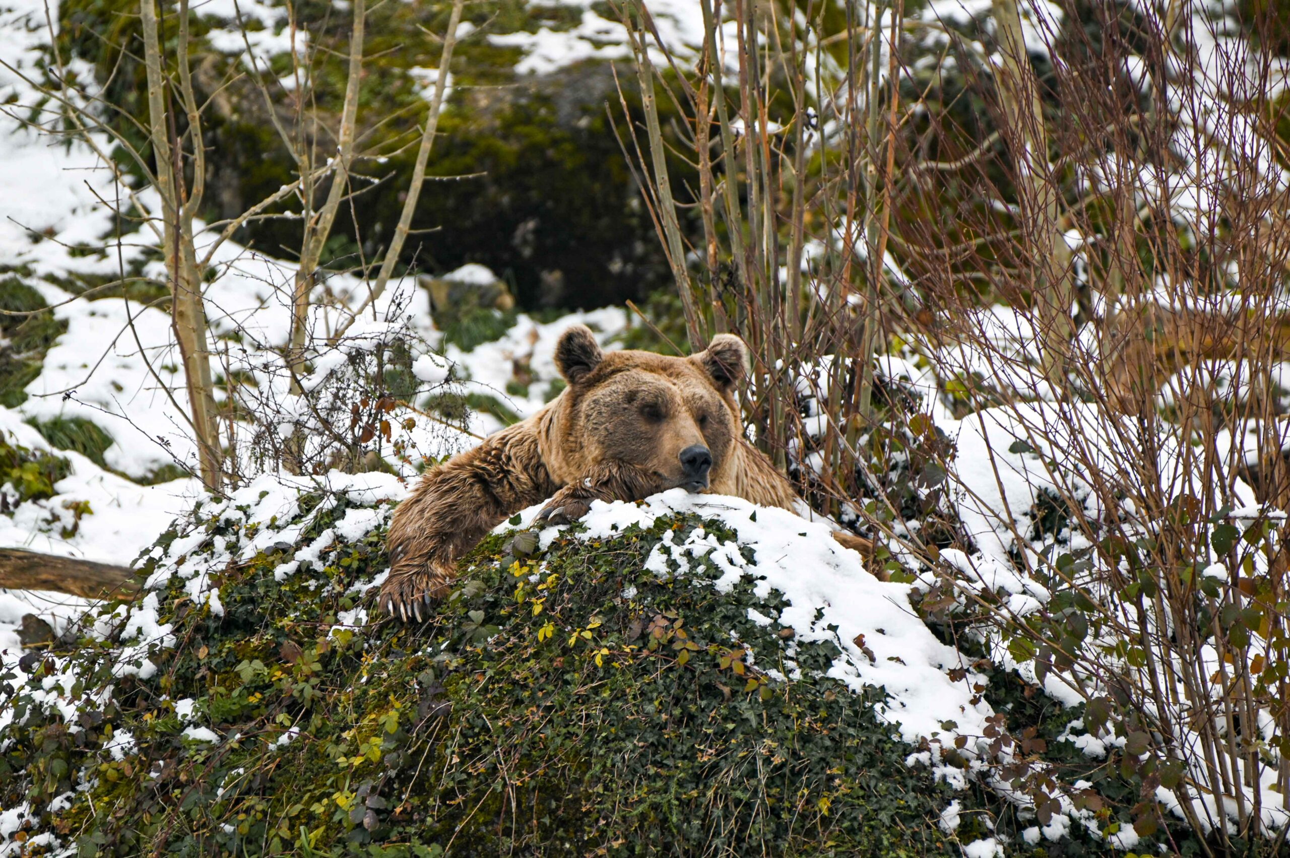 Ab Wann Gehen Schildkröten In Den Winterschlaf Winterschlaf, Winterruhe oder Winterstarre? | Natur- und Tierpark Goldau