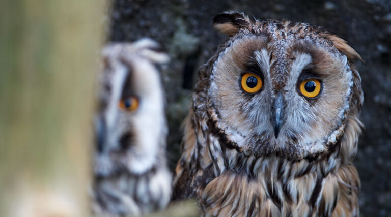 Abendführung im Tierpark