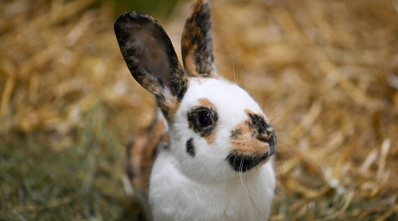 Oster-Programm im Tierpark, Infostand Kaninchen