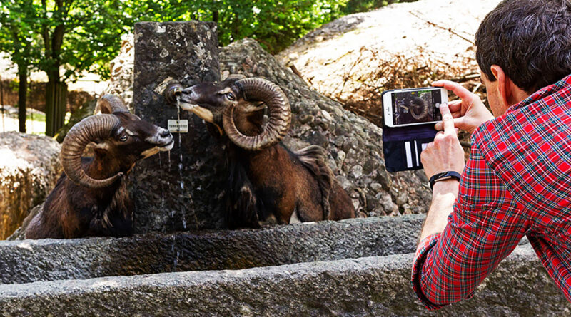 Fotokurs mit Smartphone im Tierpark