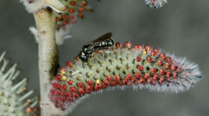 Infostand Wildbienen, Foto: Entomologie/Botanik, ETH Zürich / Fotograf: Albert Krebs