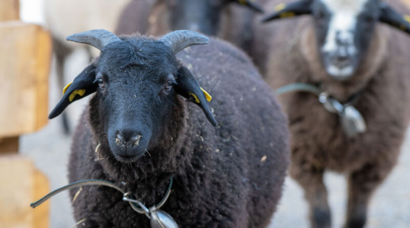 Am Donnerstag, 6. April werden die Schafe im Tierpark geschoren.