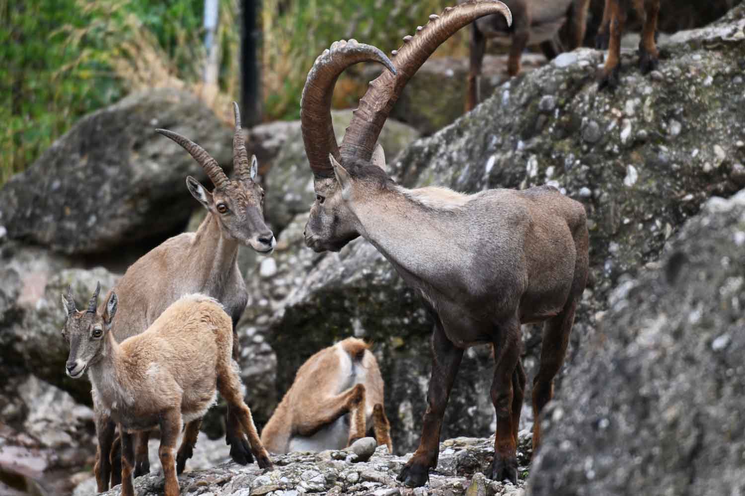 Neuer König der Berge Natur und Tierpark Goldau