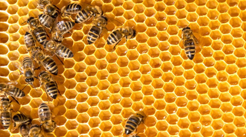 Kurs im Tierpark: Bienenwachsprodukte