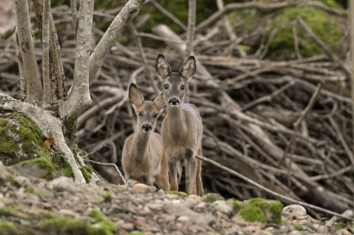 Zwei Neue Gef hrten F r Gandalf Natur Und Tierpark Goldau zwei-neue-gef-hrten-f-r-gandalf-natur-und-tierpark-goldau