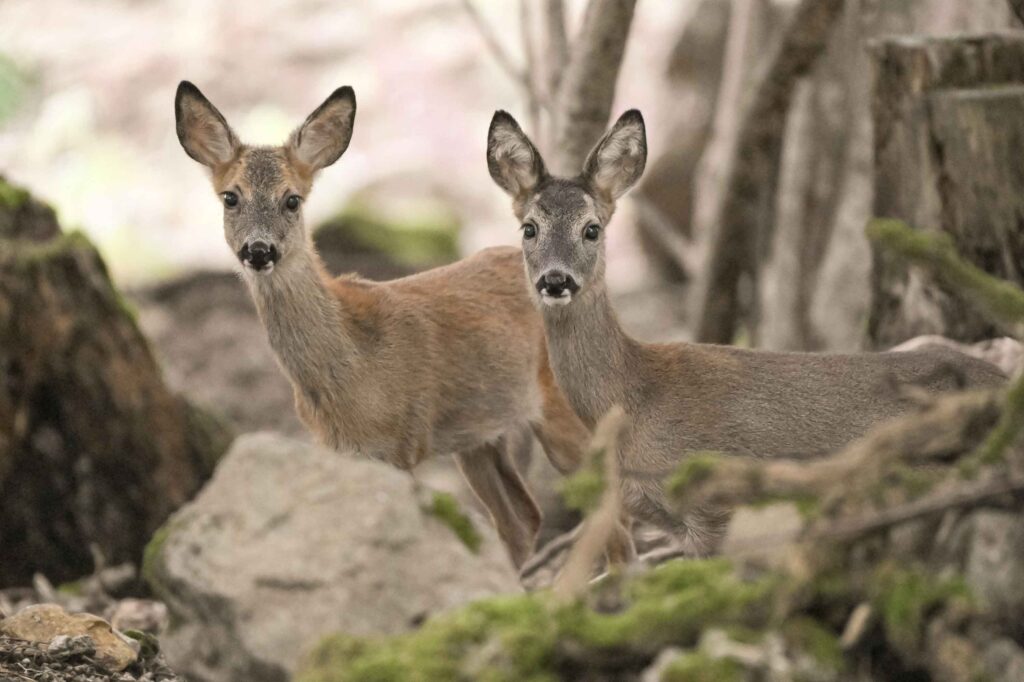 Zwei Neue Gef hrten F r Gandalf Natur Und Tierpark Goldau zwei-neue-gef-hrten-f-r-gandalf-natur-und-tierpark-goldau