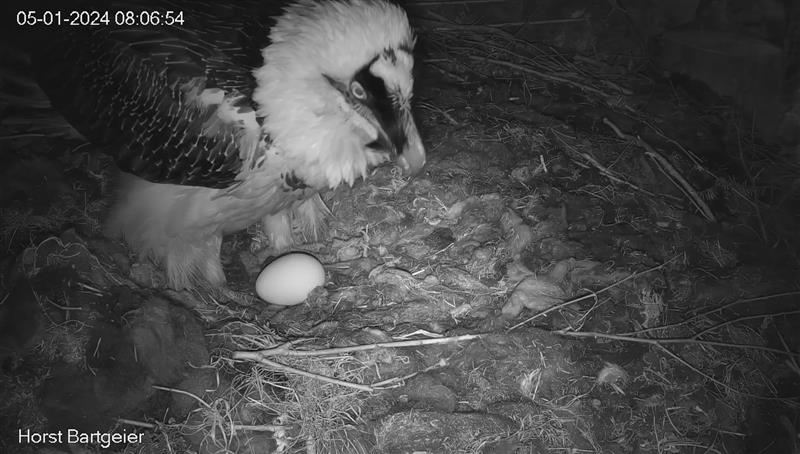 Auf der Bartgeier-Webcam ist das Ei oft sehr gut zu sehen. 