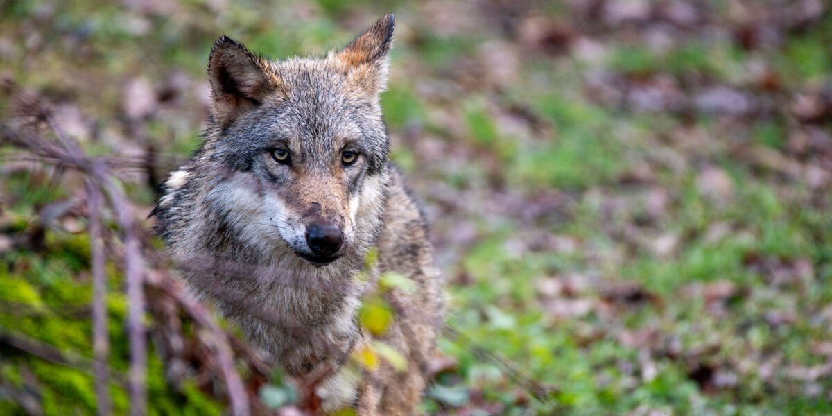 Die neue Wölfin aus Bern erkundete an ihrem ersten Tag im Natur- und Tierpark Goldau neugierig ihre Anlage.