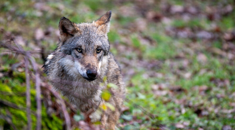 Die neue Wölfin aus Bern erkundete an ihrem ersten Tag im Natur- und Tierpark Goldau neugierig ihre Anlage.